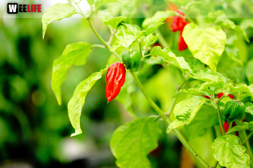 8. Hofer Chillifest 2019
