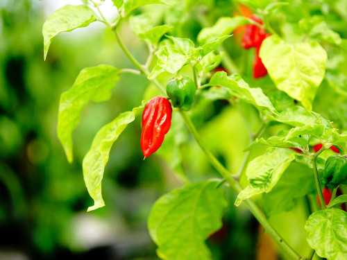 8. Hofer Chillifest 2019 – Foto 33