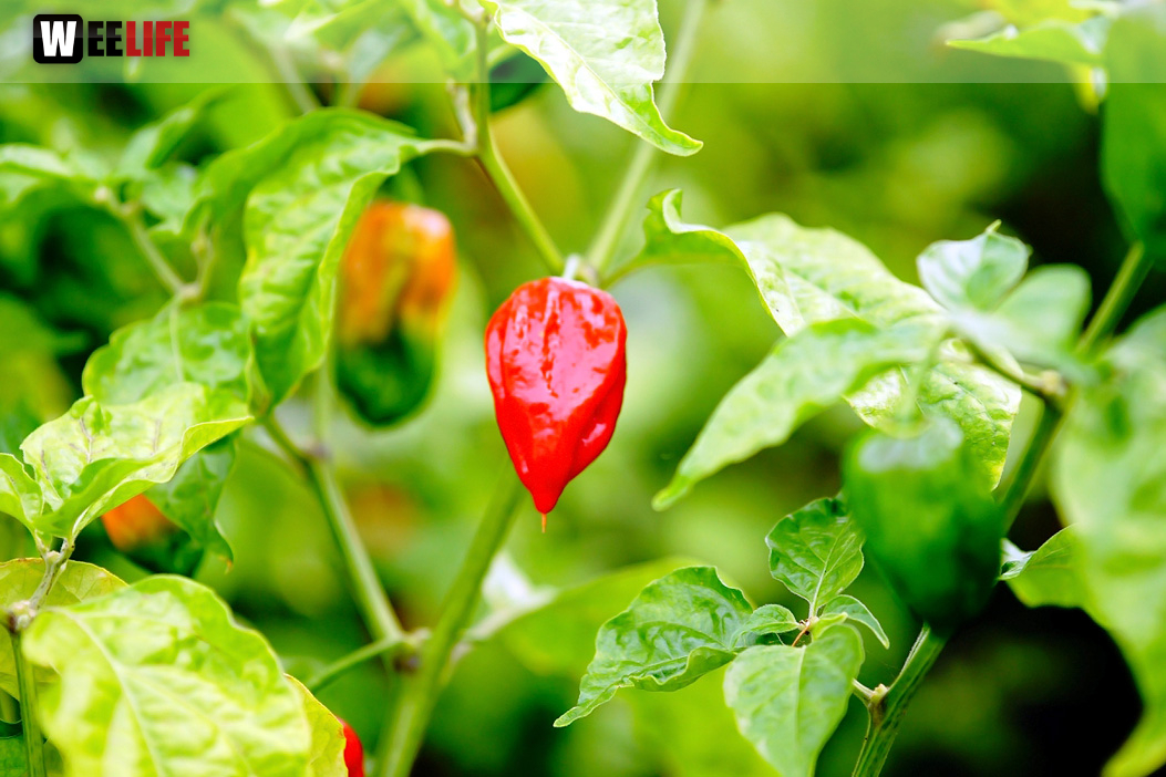 8. Hofer Chillifest 2019