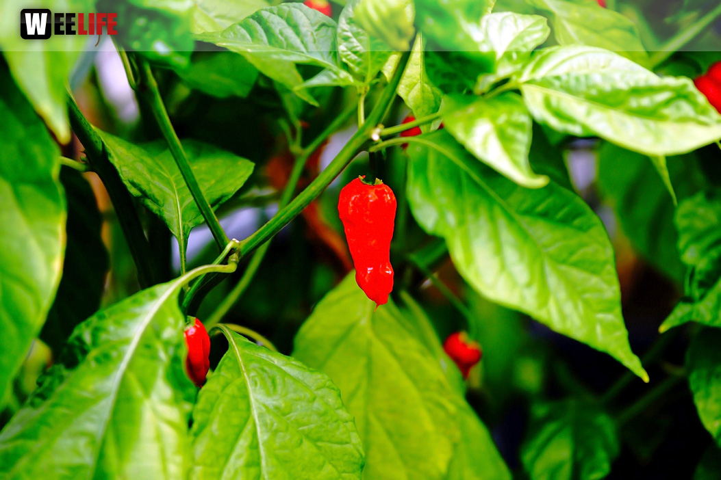 8. Hofer Chillifest 2019