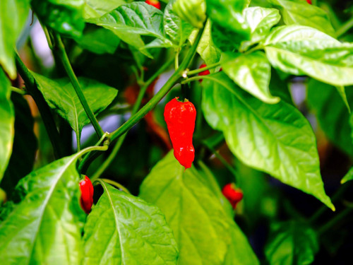 8. Hofer Chillifest 2019 – Foto 35