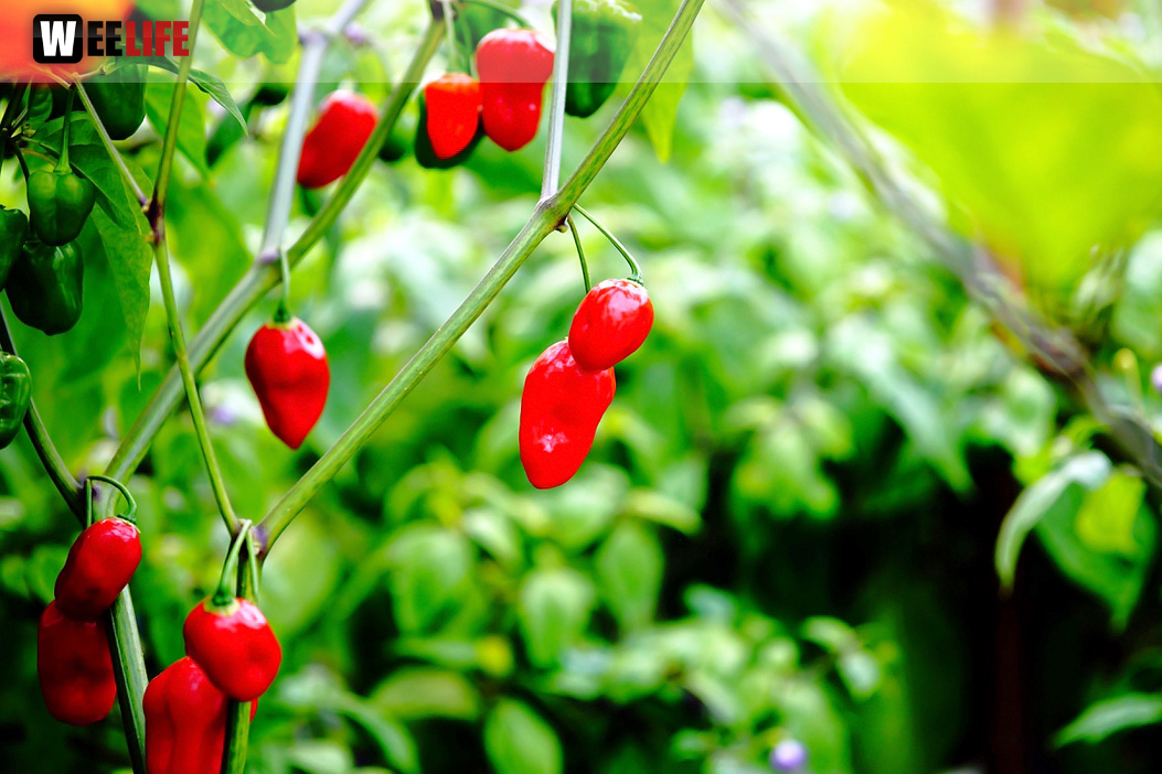 8. Hofer Chillifest 2019
