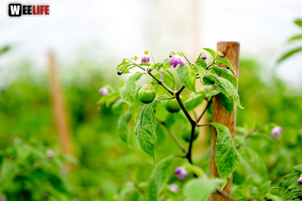 8. Hofer Chillifest 2019