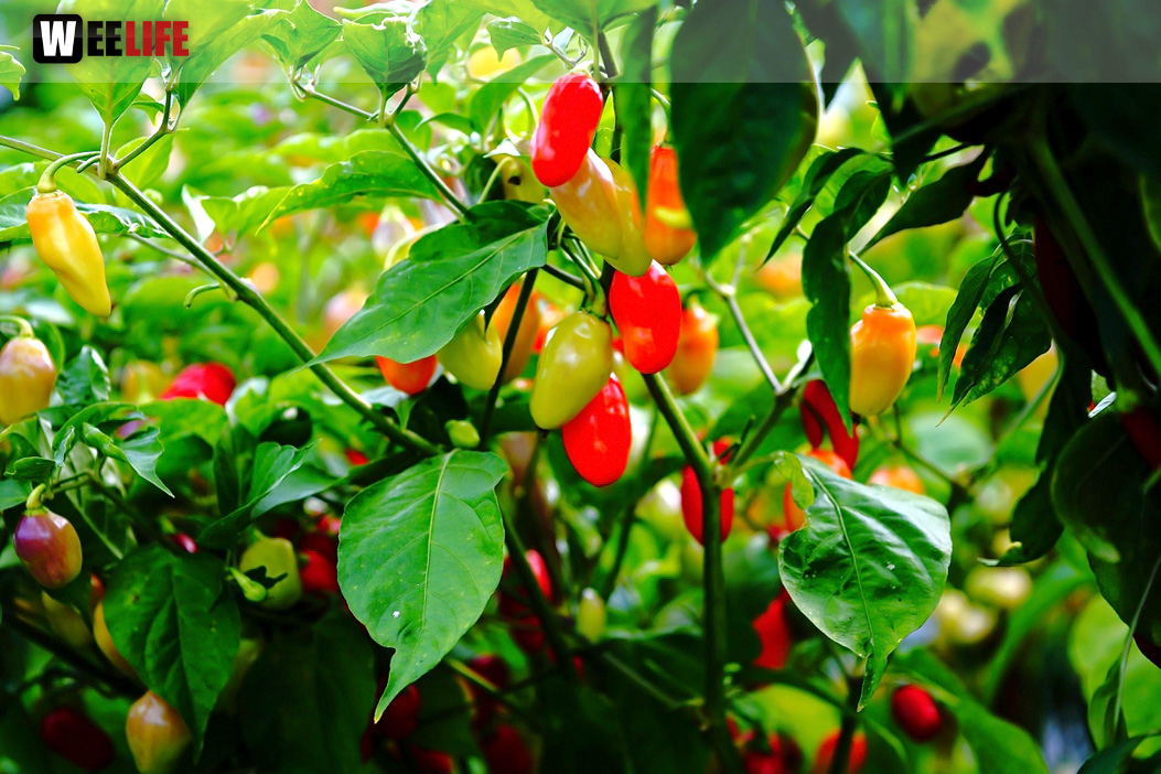8. Hofer Chillifest 2019