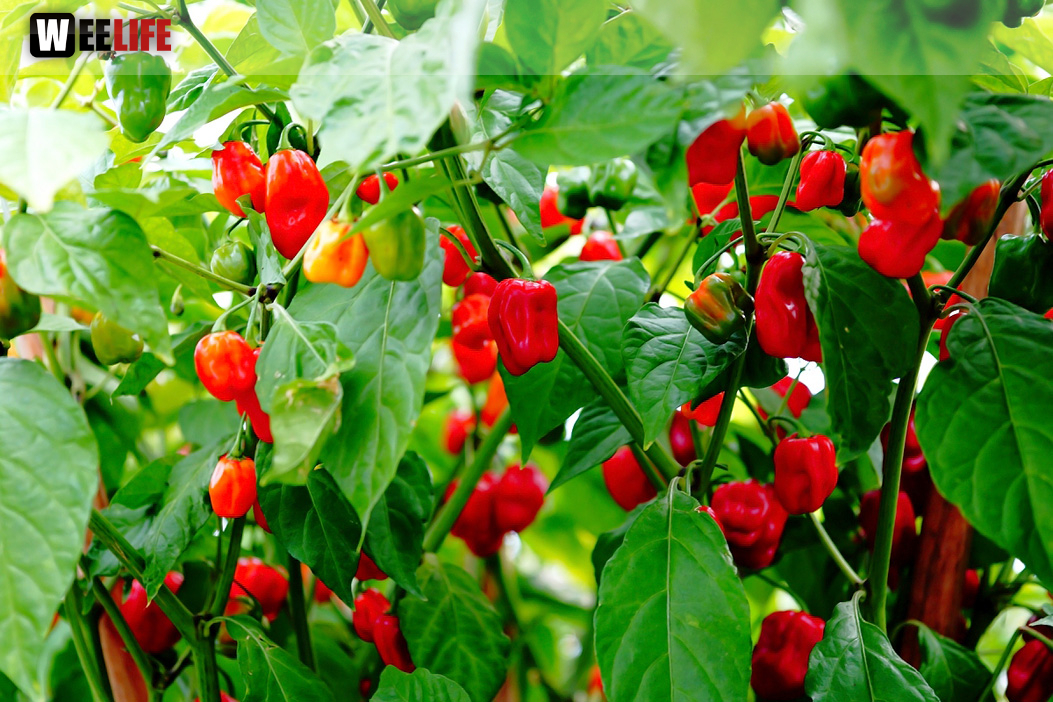 8. Hofer Chillifest 2019