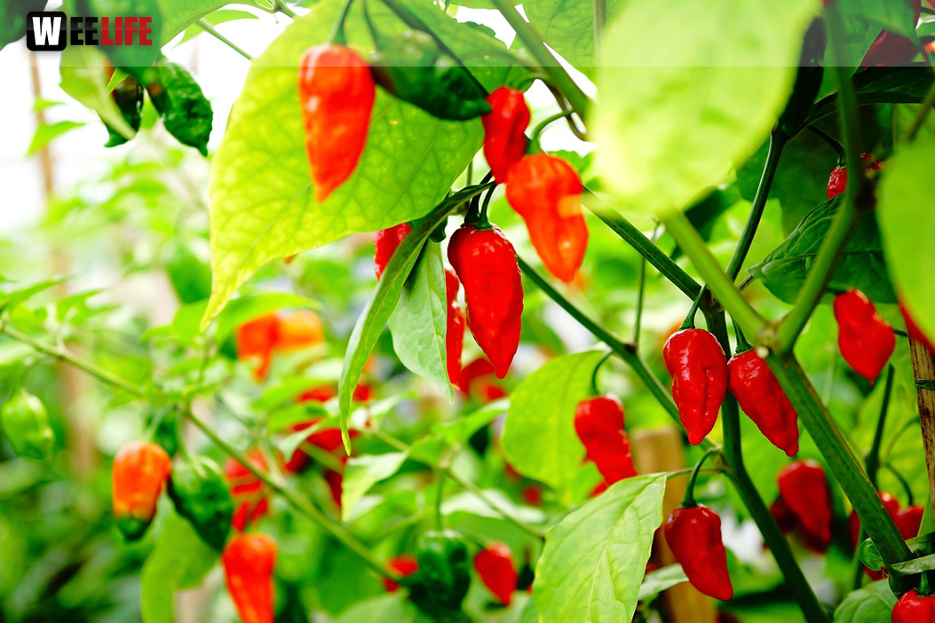8. Hofer Chillifest 2019