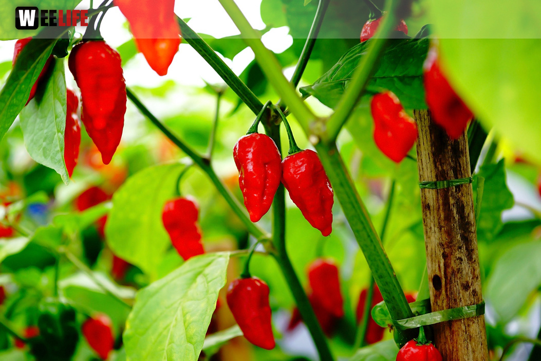 8. Hofer Chillifest 2019
