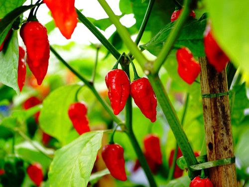 8. Hofer Chillifest 2019 – Foto 42