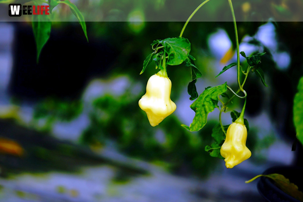 8. Hofer Chillifest 2019