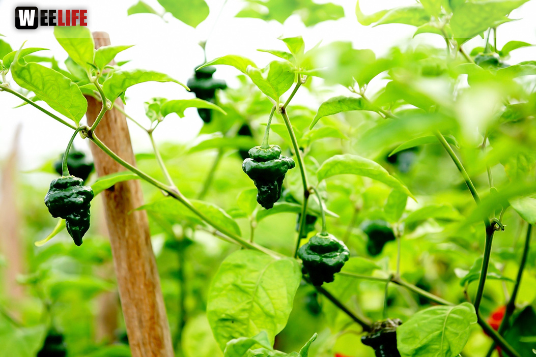 8. Hofer Chillifest 2019