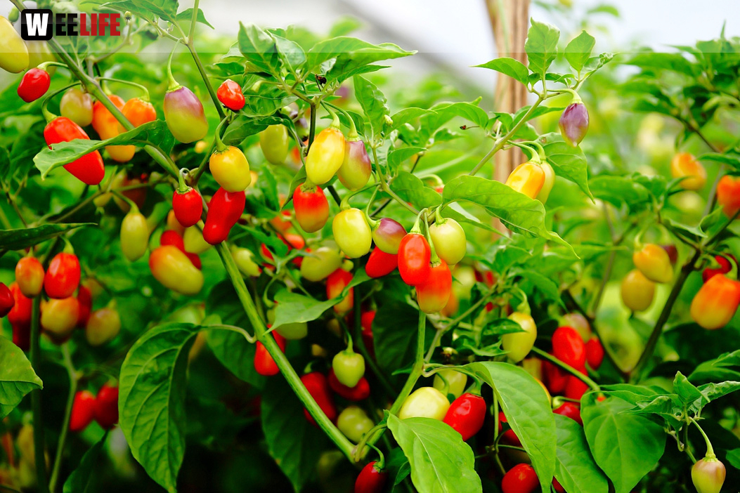 8. Hofer Chillifest 2019
