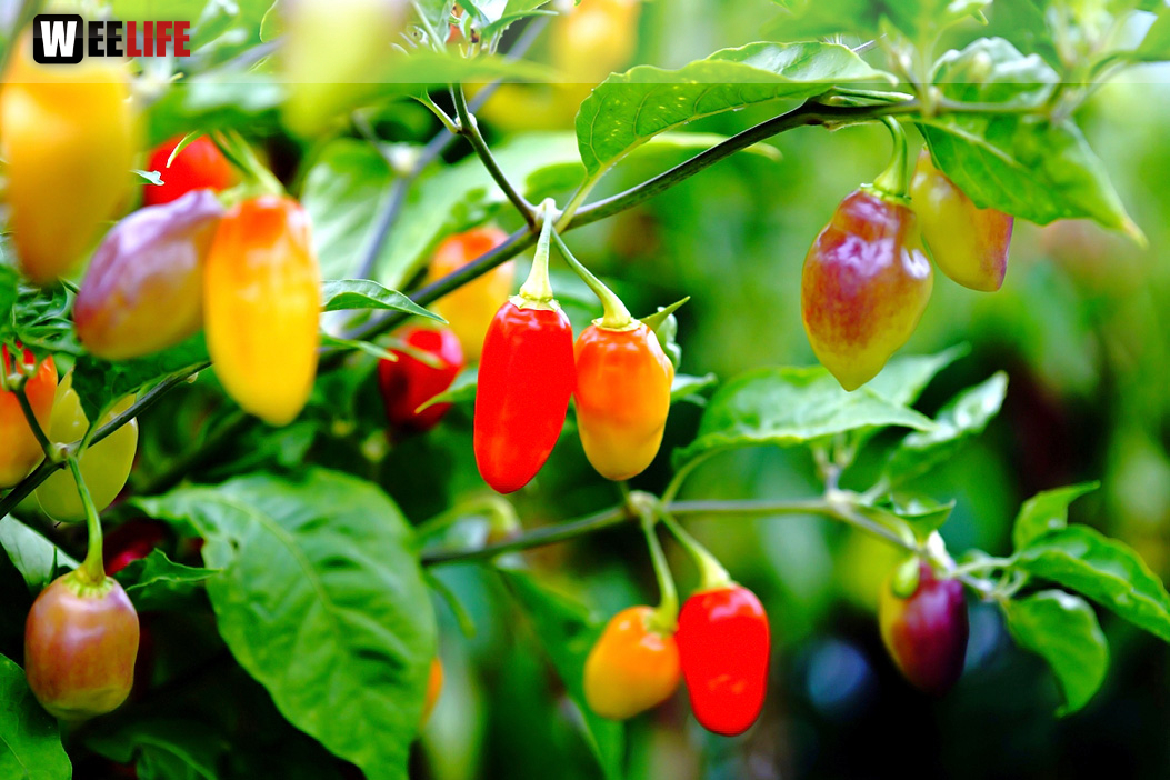 8. Hofer Chillifest 2019