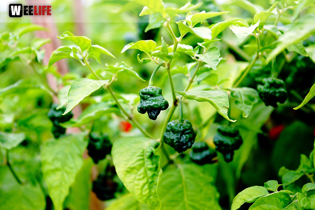 8. Hofer Chillifest 2019