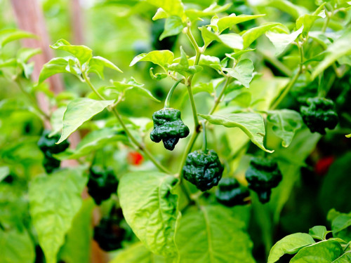 8. Hofer Chillifest 2019 – Foto 48