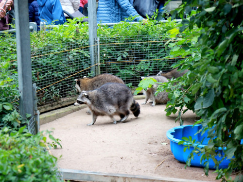65 Jahre Hofer Zoo – Foto 20