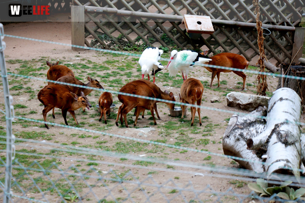 65 Jahre Hofer Zoo