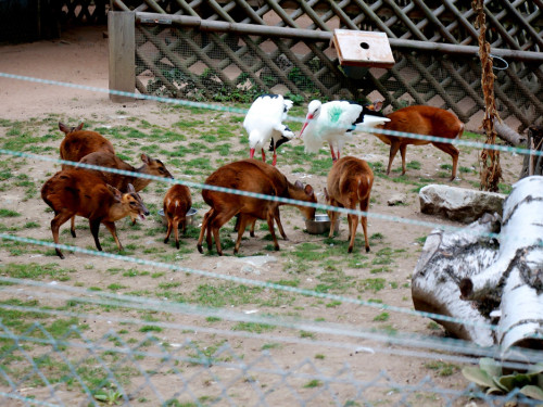 65 Jahre Hofer Zoo – Foto 25