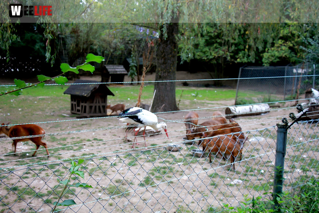 65 Jahre Hofer Zoo