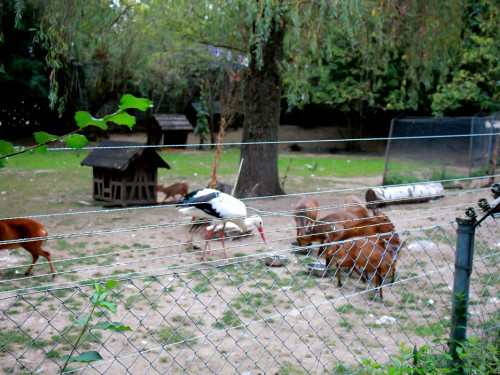 65 Jahre Hofer Zoo – Foto 29