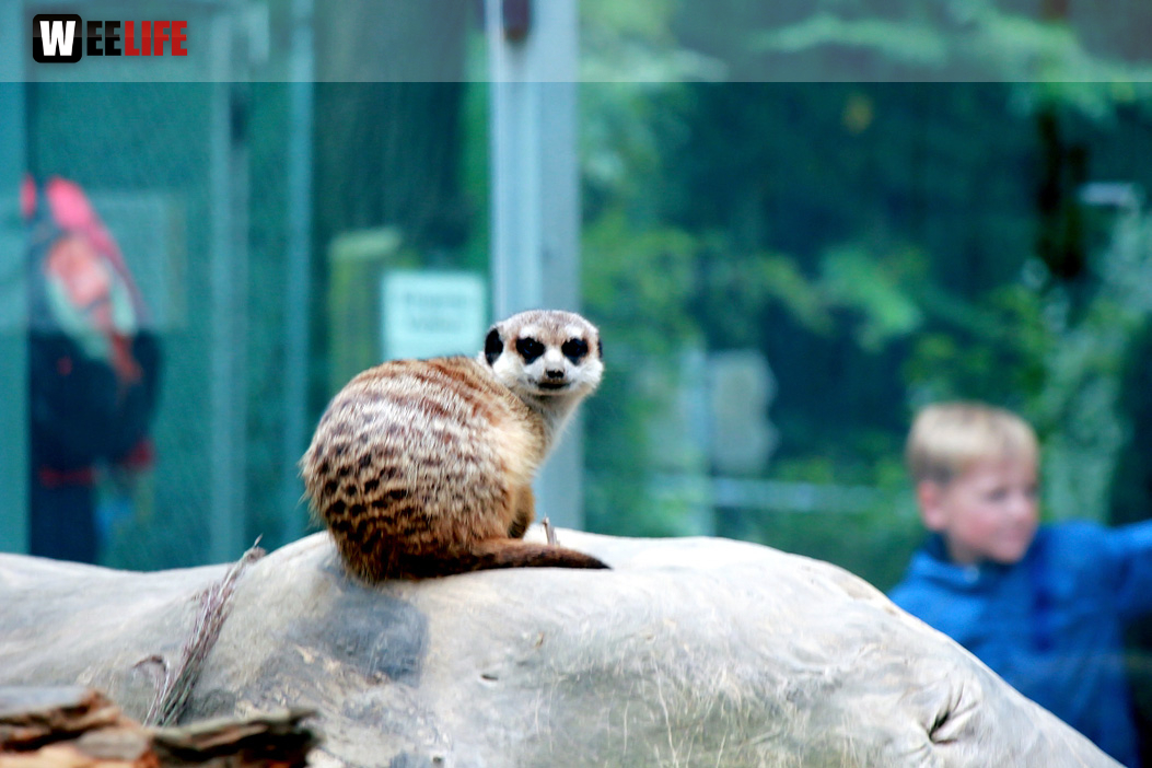 65 Jahre Hofer Zoo