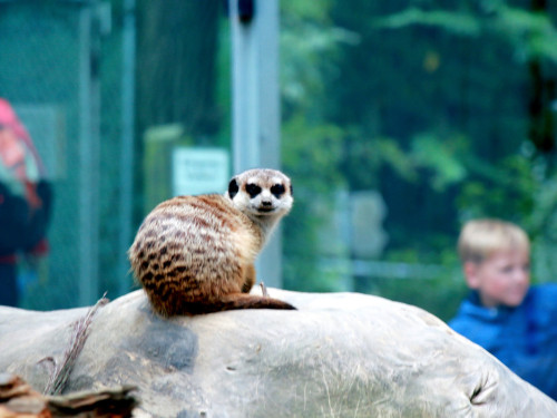 65 Jahre Hofer Zoo – Foto 30