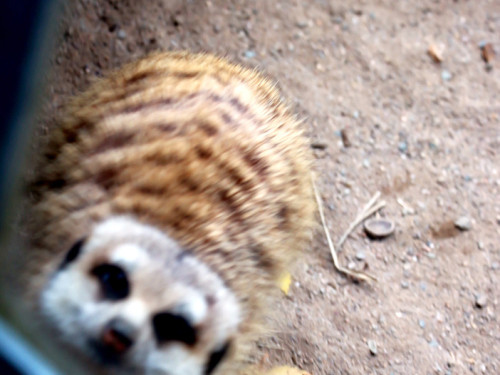 65 Jahre Hofer Zoo – Foto 31