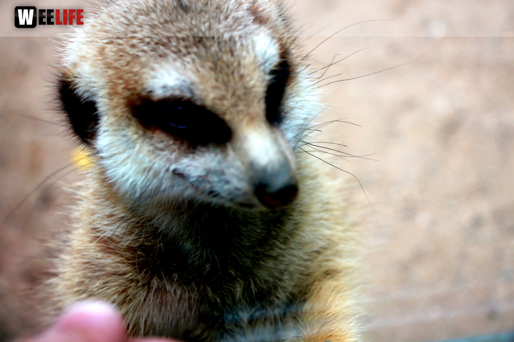 65 Jahre Hofer Zoo