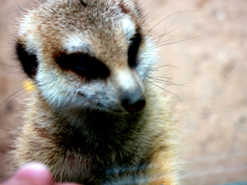 65 Jahre Hofer Zoo – Foto 32