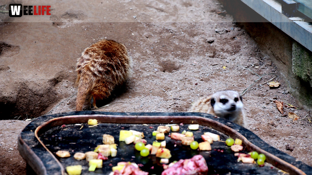 65 Jahre Hofer Zoo