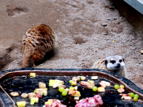 65 Jahre Hofer Zoo – Foto 33
