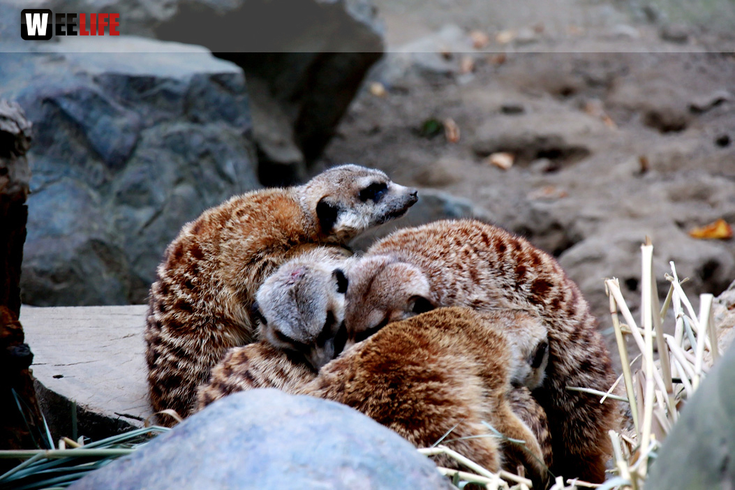 65 Jahre Hofer Zoo