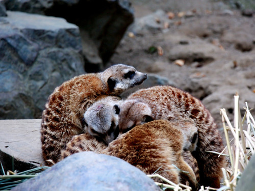 65 Jahre Hofer Zoo – Foto 34
