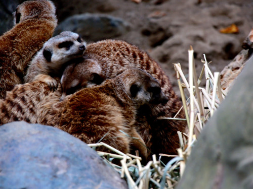 65 Jahre Hofer Zoo – Foto 35