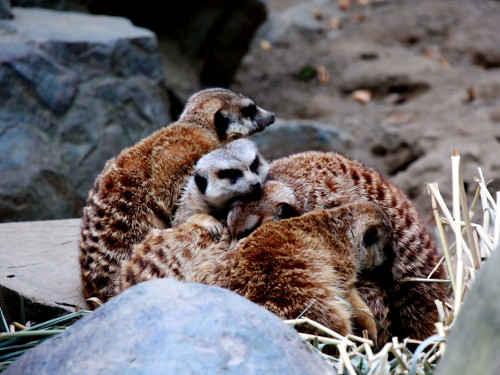 65 Jahre Hofer Zoo – Foto 36