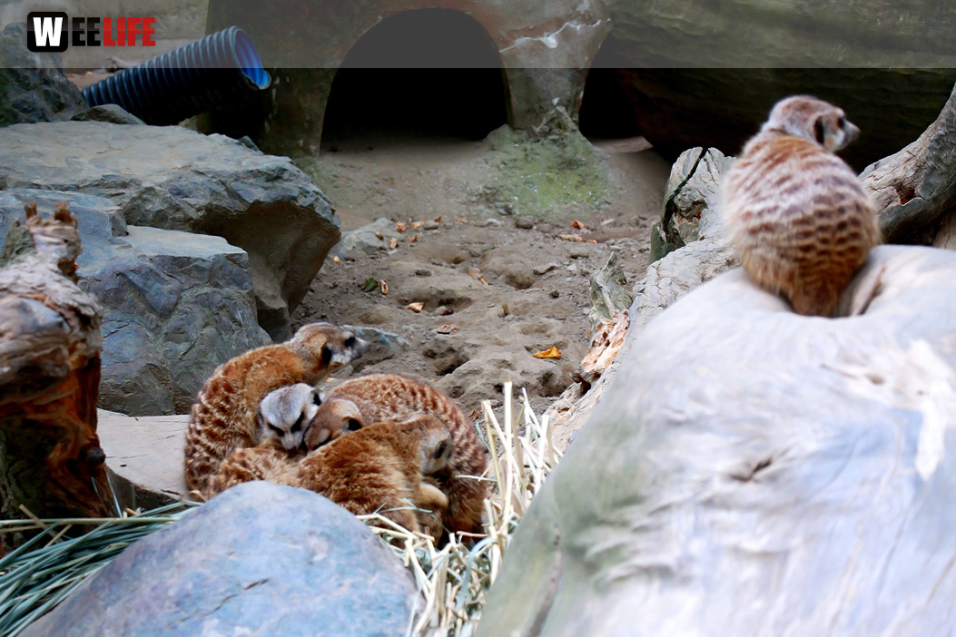 65 Jahre Hofer Zoo