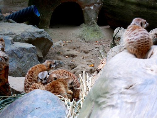 65 Jahre Hofer Zoo – Foto 38