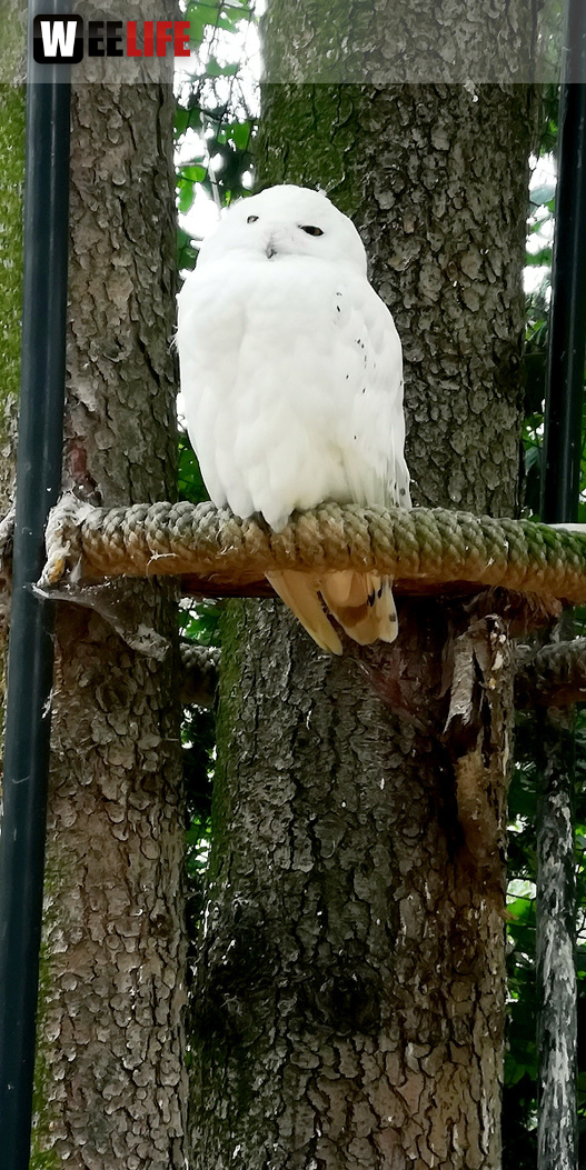 65 Jahre Hofer Zoo