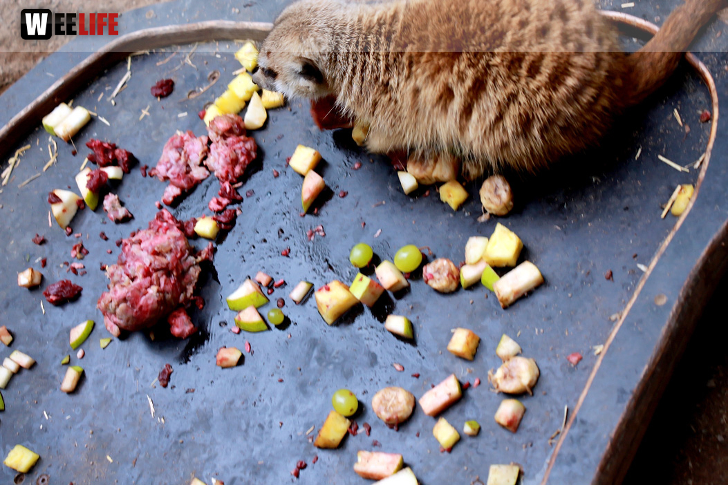 65 Jahre Hofer Zoo