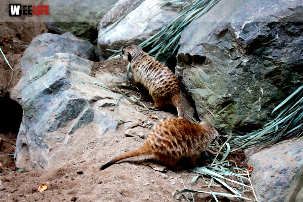65 Jahre Hofer Zoo