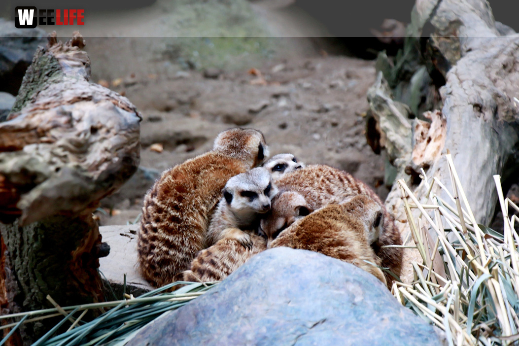 65 Jahre Hofer Zoo