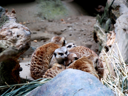 65 Jahre Hofer Zoo – Foto 44