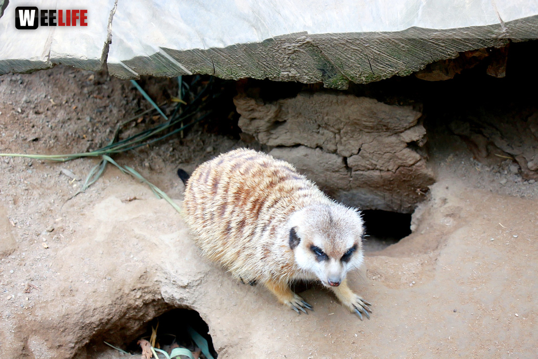 65 Jahre Hofer Zoo