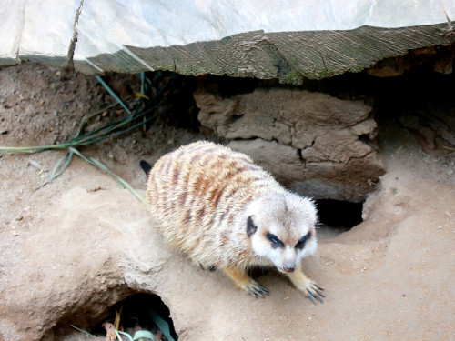 65 Jahre Hofer Zoo – Foto 46