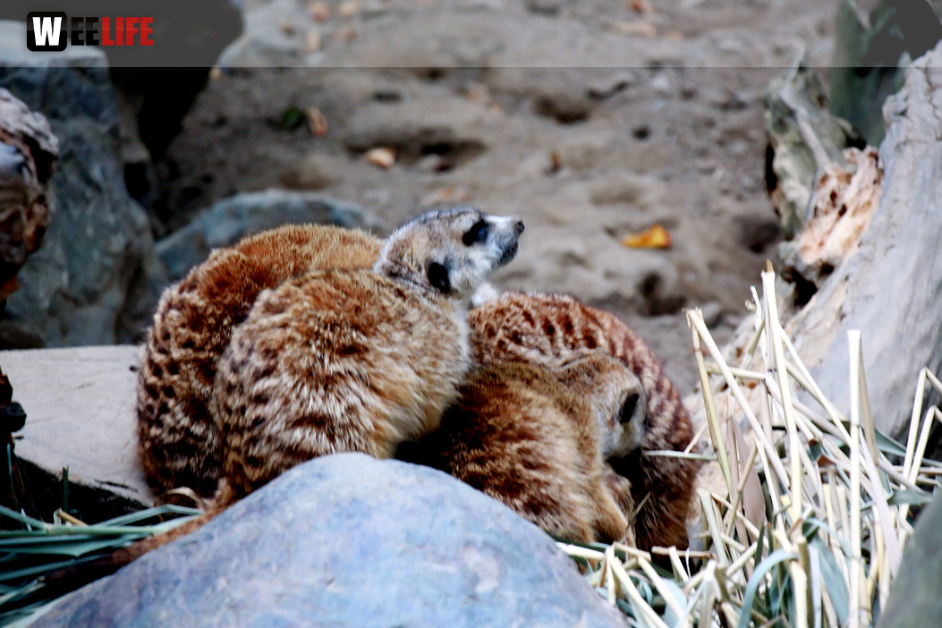 65 Jahre Hofer Zoo