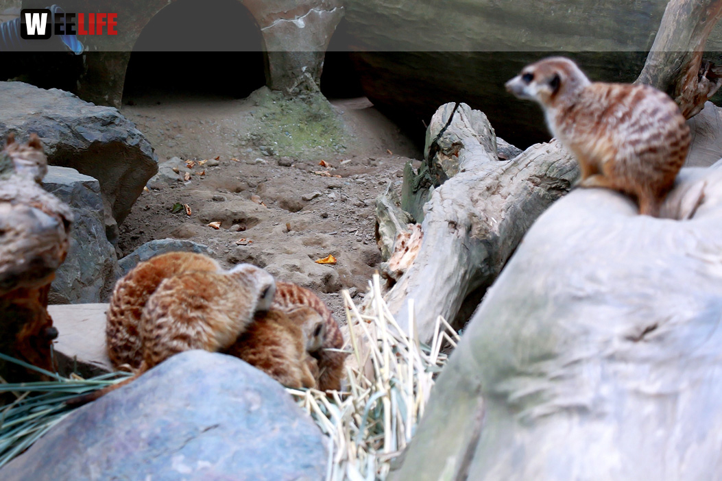 65 Jahre Hofer Zoo