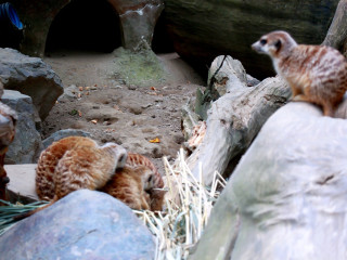 Foto 233900 im Album