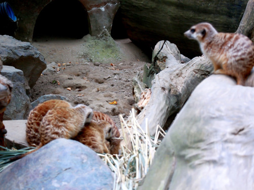 65 Jahre Hofer Zoo – Foto 48