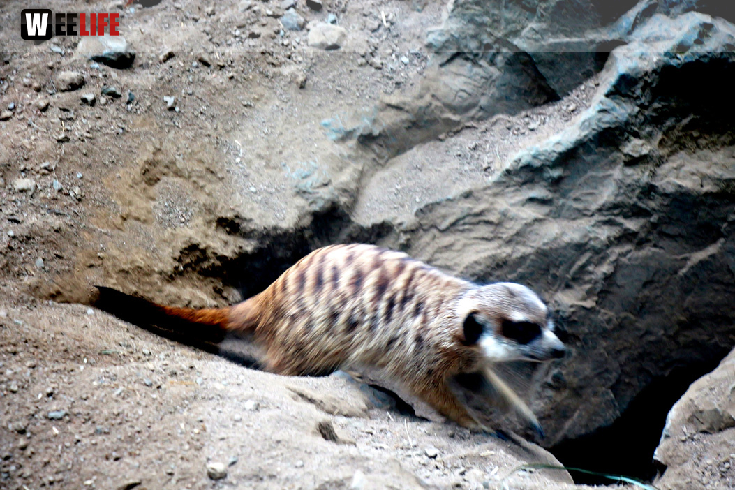 65 Jahre Hofer Zoo