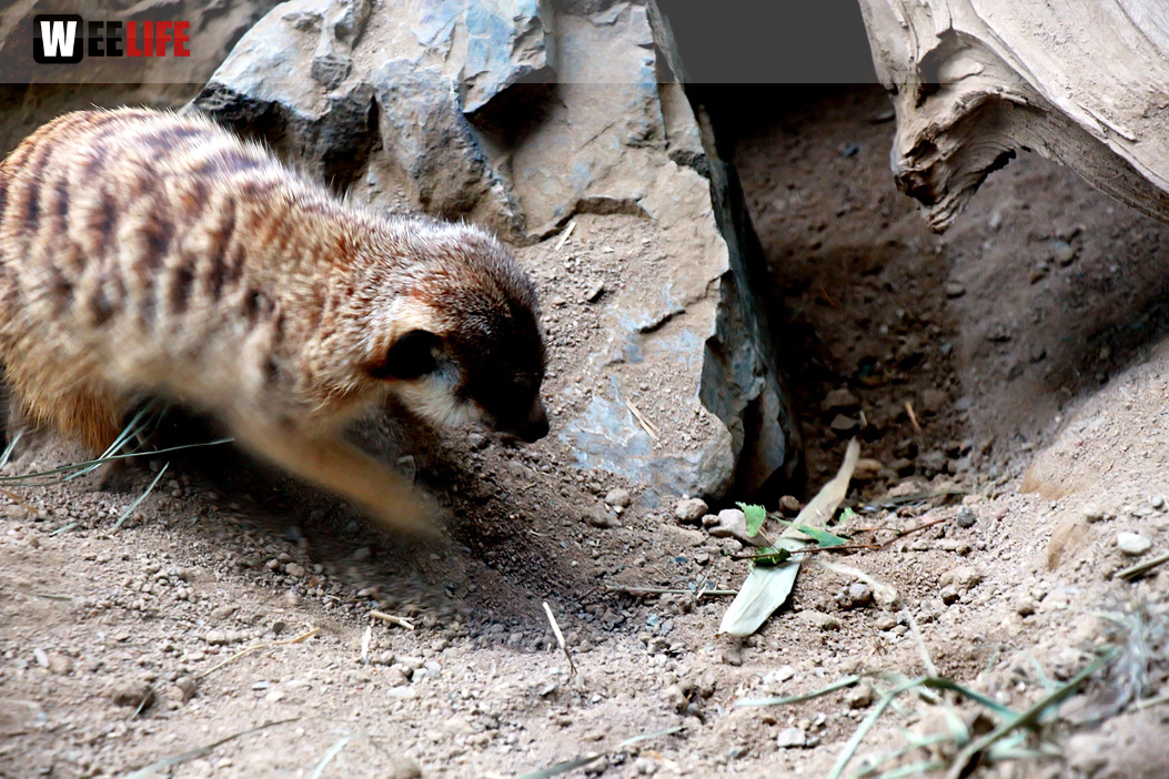 65 Jahre Hofer Zoo