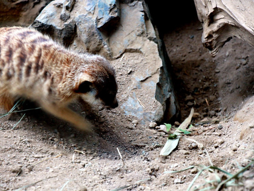 65 Jahre Hofer Zoo – Foto 51